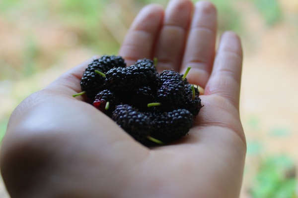 Brombeeren als eisenreiches Lebensmittel 