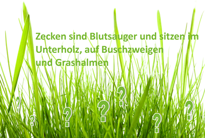 FSME und Borreliosegefahr: Zecken in der Zange 